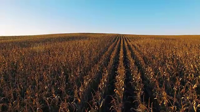 4 k。在金色的夕阳下飞过成熟的玉米地，鸟瞰图。视频素材