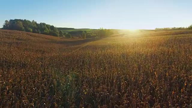 4 k。在金色的夕阳下，在玉米田上空飞行和起飞，鸟瞰图。视频素材