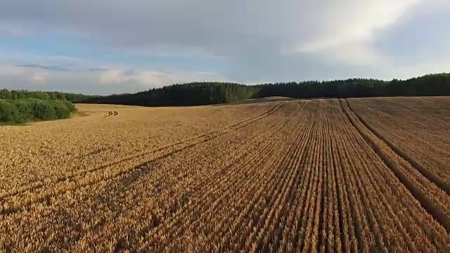 4 k。低空飞行和起飞在成熟的农田在日落，鸟瞰图。视频素材