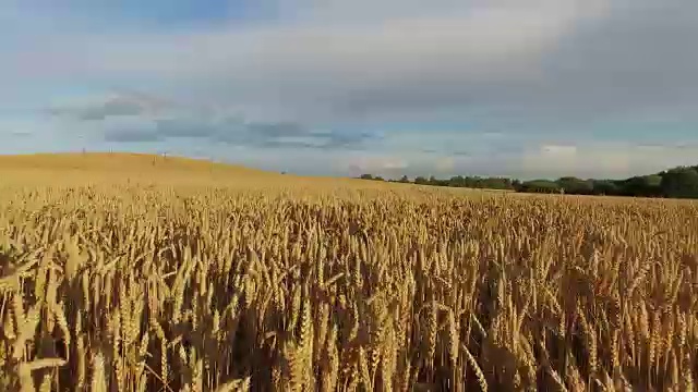 4 k。低空飞行在成熟的农田在日落，鸟瞰图。视频素材