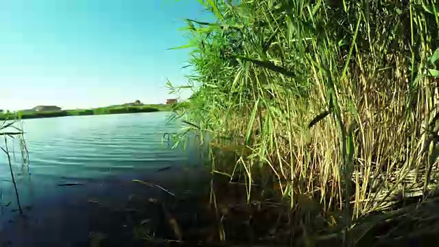 夏天的河岸视频素材