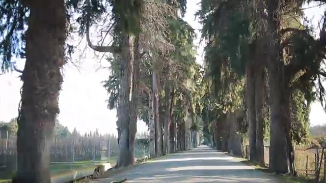 沿着小巷开车。路的两边都有树视频素材画面1
