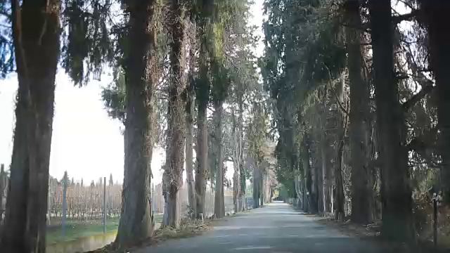 沿着小巷开车。路的两边都有树视频素材画面2