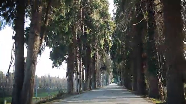 沿着小巷开车。路的两边都有树视频素材画面3