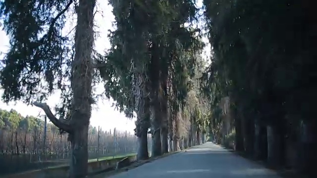 沿着小巷开车。路的两边都有树视频素材画面4