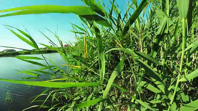 夏天的河岸视频素材