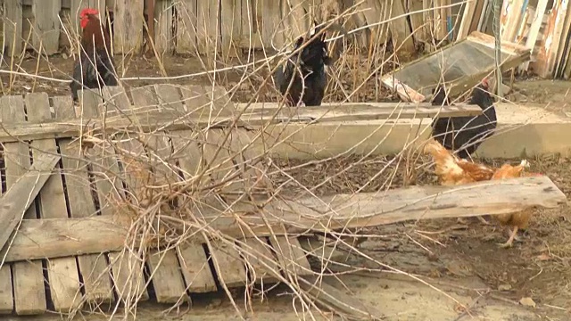 小鸡和公鸡在院子里散步，嚼着葵花籽视频素材