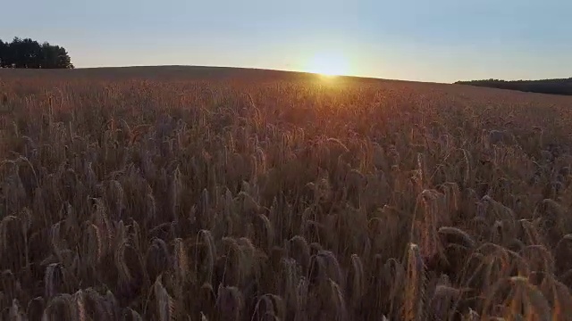 4 k。在金色的夕阳下飞过农田，鸟瞰全景视频素材