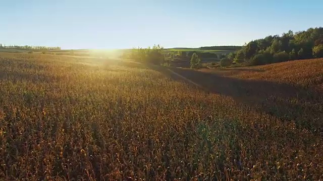 4 k。金色夕阳下，玉米田上空飞行起飞，鸟瞰图视频素材