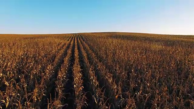 4 k。在金色的夕阳下飞过玉米田，鸟瞰全景视频素材