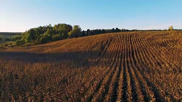 4 k。在金色的夕阳下飞过玉米田，鸟瞰全景视频素材