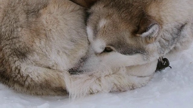 在暴风雪中，西伯利亚哈士奇雪橇犬在雪地上休息。视频素材