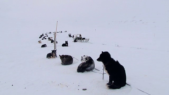 在暴风雪中，西伯利亚哈士奇雪橇犬在雪地上休息。视频素材