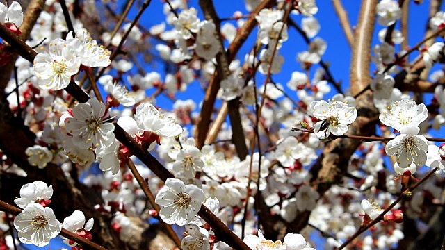 杏花和蜜蜂花视频素材