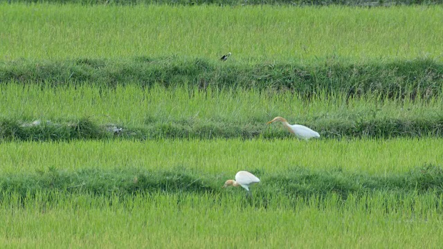 牛白鹭在稻田里觅食视频素材