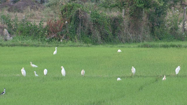 牛白鹭在田野里休息视频素材