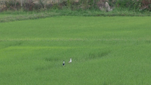 稻田里的两只黑翅高跷视频素材