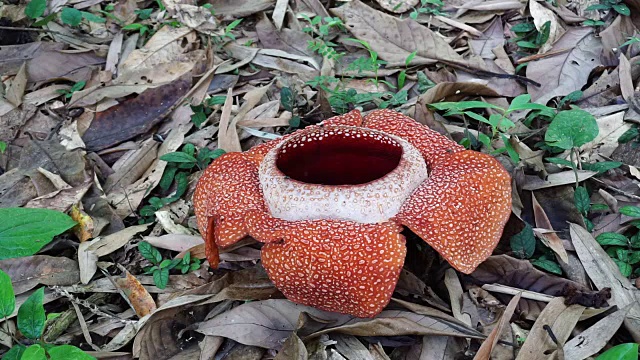 在婆罗洲盛开的Rafflesia keithii视频下载