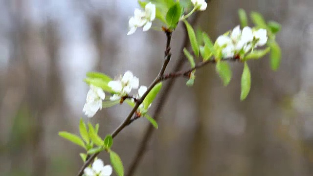 梅的花视频素材画面4