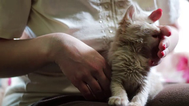 小毛绒绒的红色小猫躺在红指甲的女主人的手里，通过咬她和抓她玩视频素材