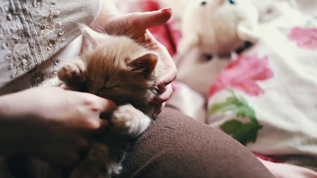 小毛绒绒的红色小猫躺在红指甲的女主人的手里，通过咬她和抓她玩视频素材