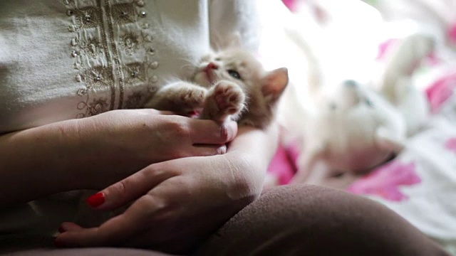 小毛绒绒的红色小猫躺在红指甲的女主人的手里，通过咬她和抓她玩视频素材