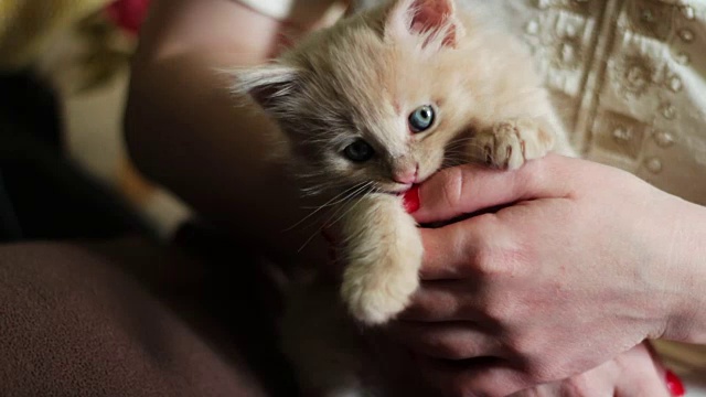 小毛绒绒的红色小猫躺在红指甲的女主人的手里，通过咬她和抓她玩视频素材