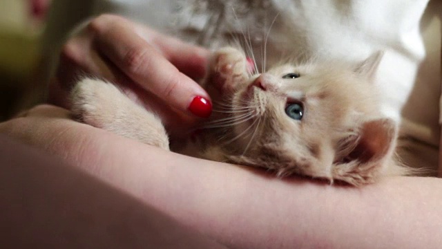 小毛绒绒的红色小猫躺在红指甲的女主人的手里，通过咬她和抓她玩视频素材