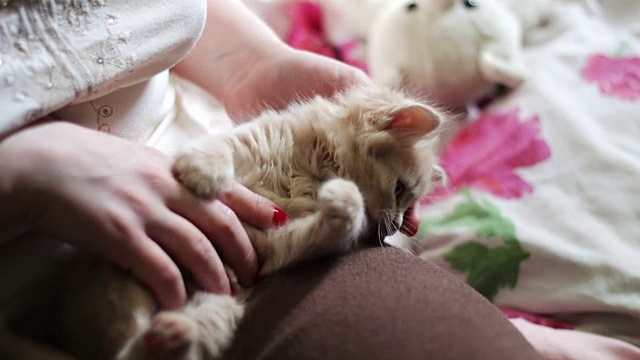 小毛绒绒的红色小猫躺在红指甲的女主人的手里，通过咬她和抓她玩视频素材