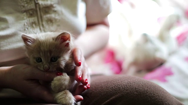 小毛绒绒的红色小猫躺在红指甲的女主人的手里，通过咬她和抓她玩视频素材