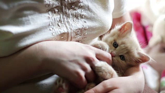 小毛绒绒的红色小猫躺在红指甲的女主人的手里，通过咬她和抓她玩视频素材