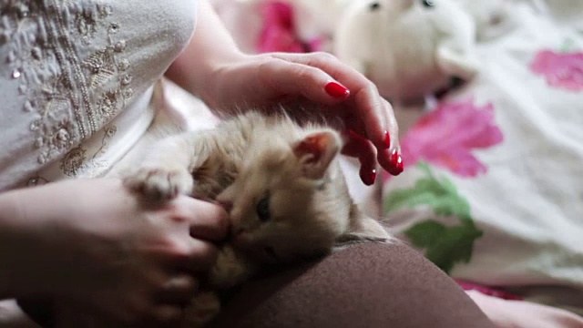 小毛绒绒的红色小猫躺在红指甲的女主人的手里，通过咬她和抓她玩视频素材