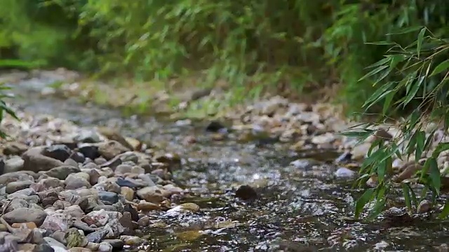 近距离欣赏小溪的宁静景色视频素材