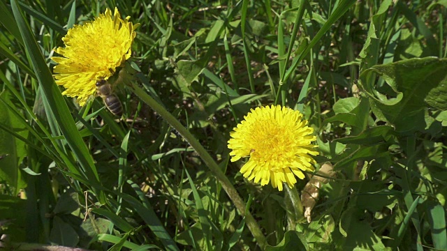 蜜蜂正在蒲公英花上采集花粉视频素材