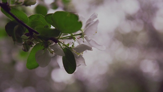 带花和芽的苹果枝视频素材