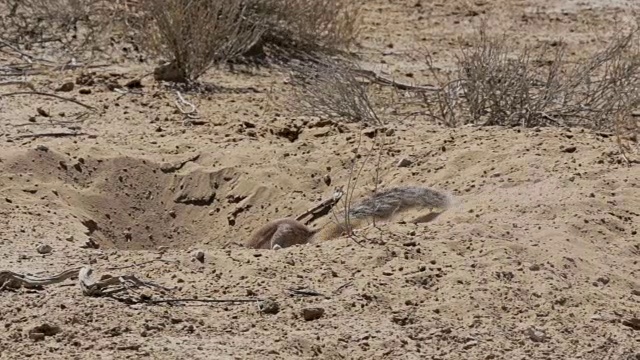 南非地松鼠Xerus inauris视频素材