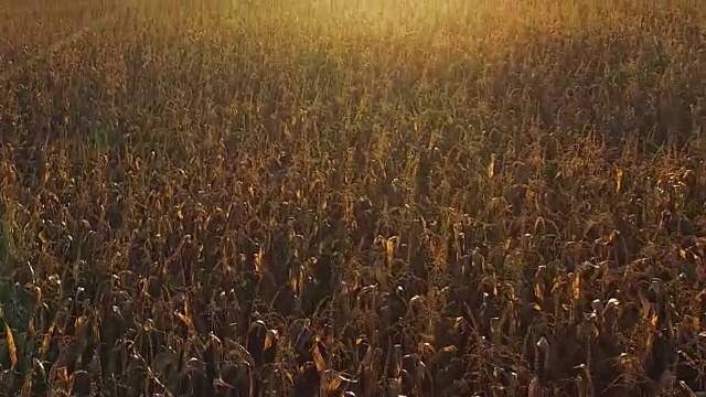 在金色的夕阳下飞过成熟的玉米地，鸟瞰全景视频素材