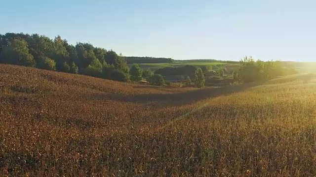 金色夕阳下，玉米田上空飞行起飞，鸟瞰图视频素材