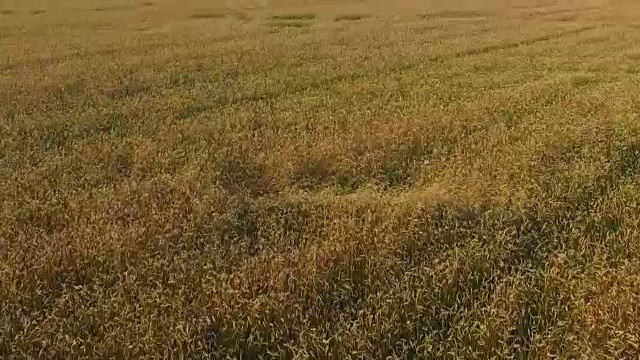 日落时，低空飞行并在农田上空起飞，鸟瞰图视频素材