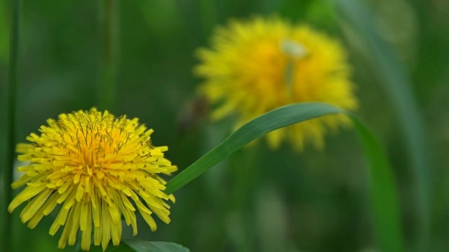 大黄蜂在夏季香草花园里的黄花中采集花蜜视频素材