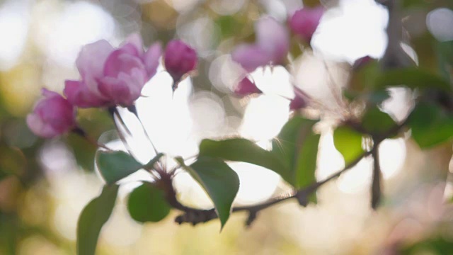 春天的苹果花。苹果树在阳光明媚的花园里开花。视频素材