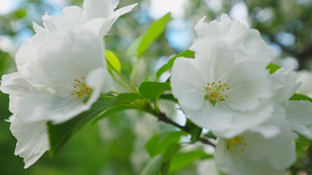 春天的苹果花。苹果树在阳光明媚的花园里开花。视频素材