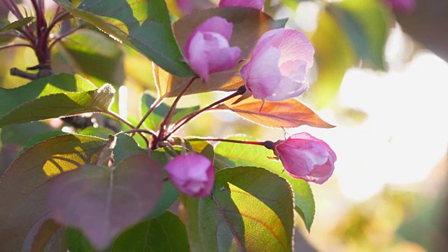 春天的苹果花。苹果树在阳光明媚的花园里开花。视频素材