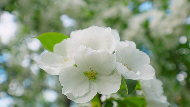 春天的苹果花。苹果树在阳光明媚的花园里开花。视频素材