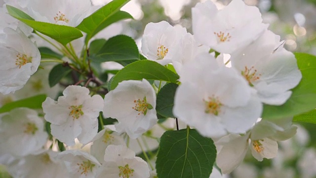 春天的苹果花。苹果树在阳光明媚的花园里开花。视频素材