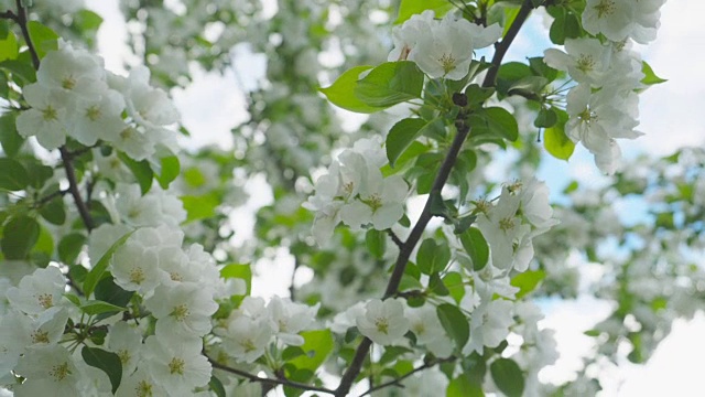 春天的苹果花。苹果树在阳光明媚的花园里开花。视频素材