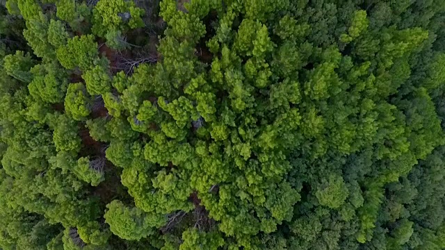 鸟瞰图:飞过森林视频素材