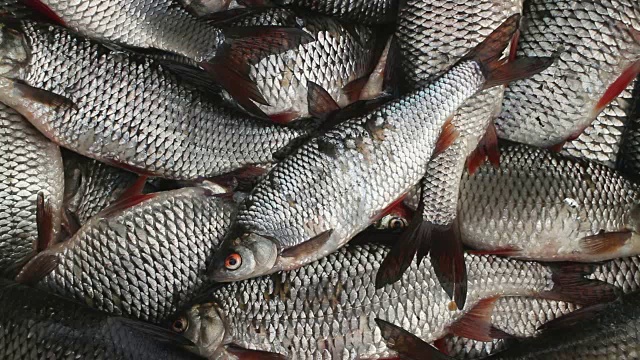 抓蟑螂活鱼视频素材画面4