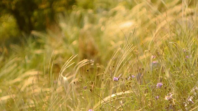 田野里的鹳和花视频素材