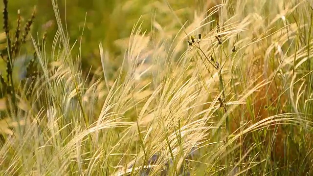 田野里的鹳和花视频素材